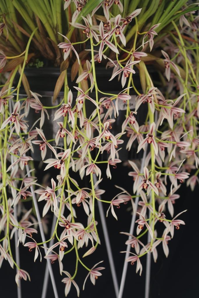 Cymbidium dayanum - photo 2