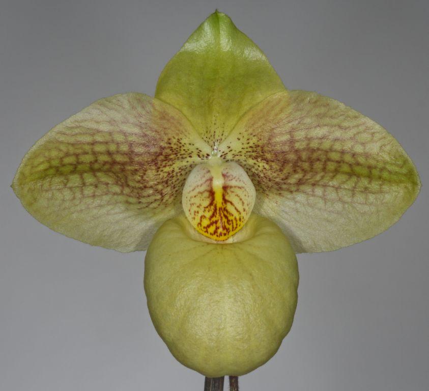 Paph Golden Goblet