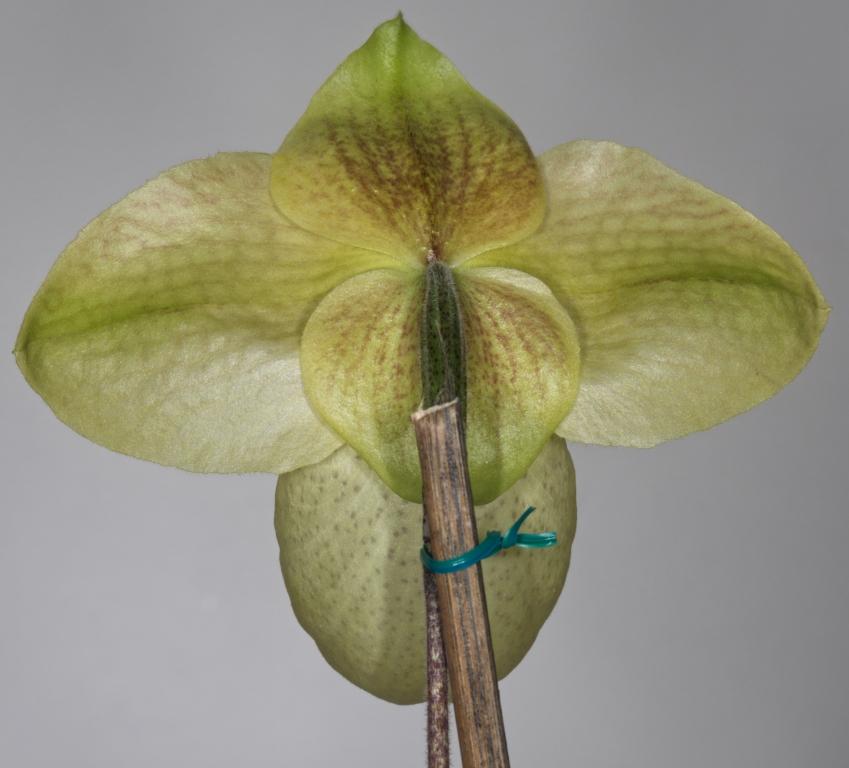 Paphiopedilum Golden Goblet - photo 2