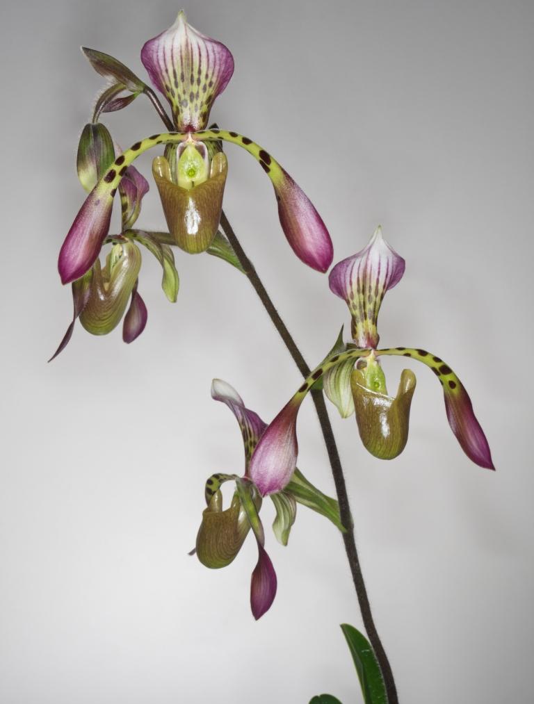 Paphiopedilum haynaldianum
