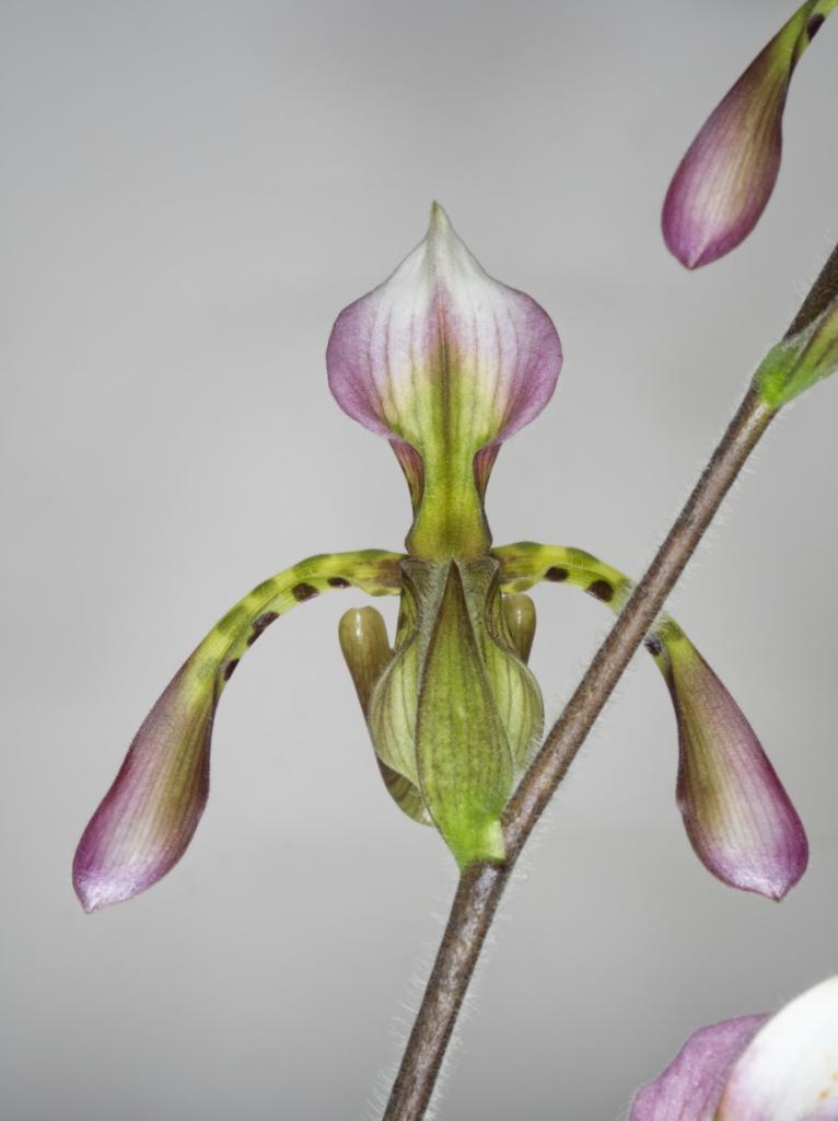 Paphiopedilum haynaldianum - photo 2
