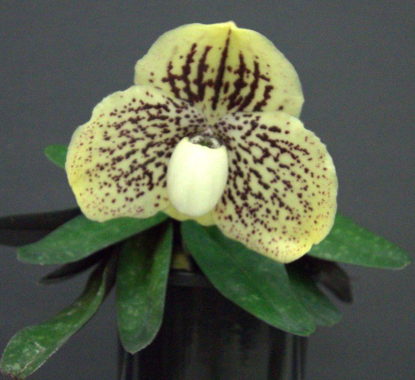 Paphiopedilum godefroyae
