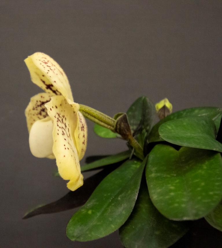 Paphiopedilum godefroyae var. godefroyae - photo 2