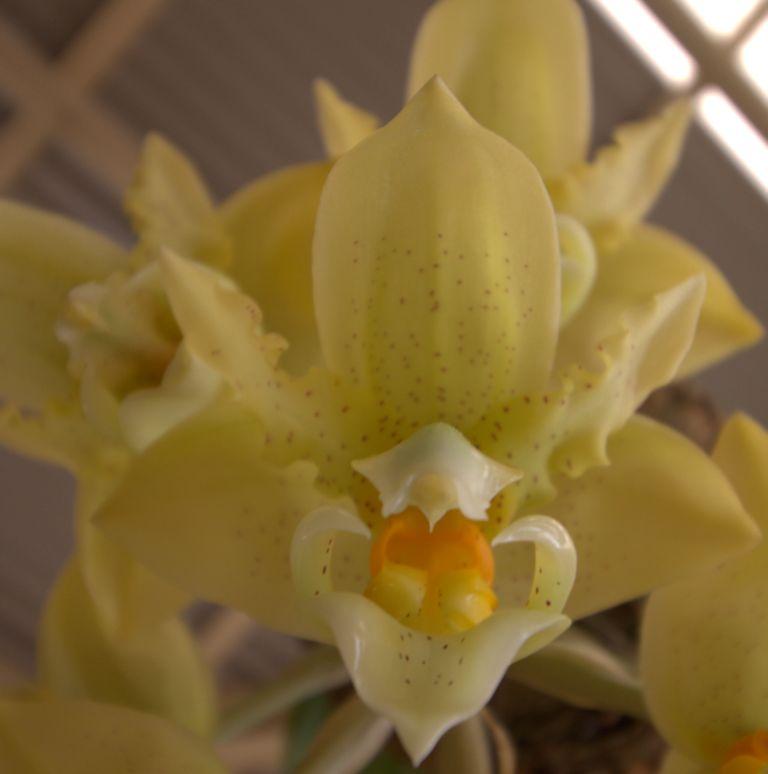 Stanhopea graveolens