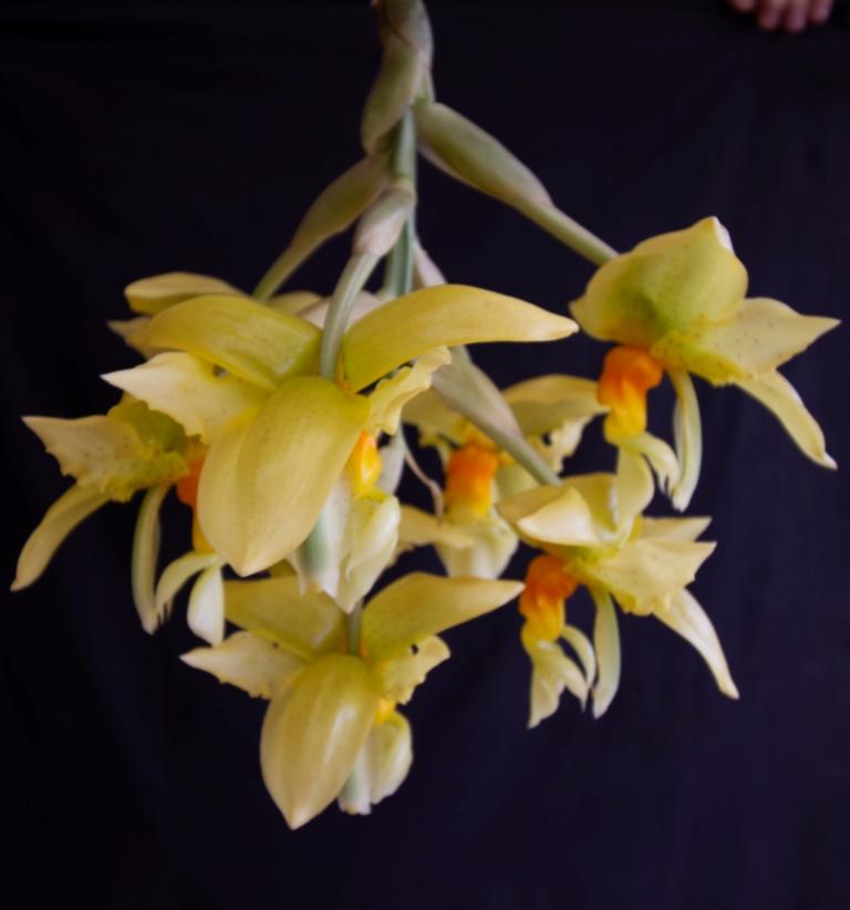 Stanhopea graveolens - photo 2