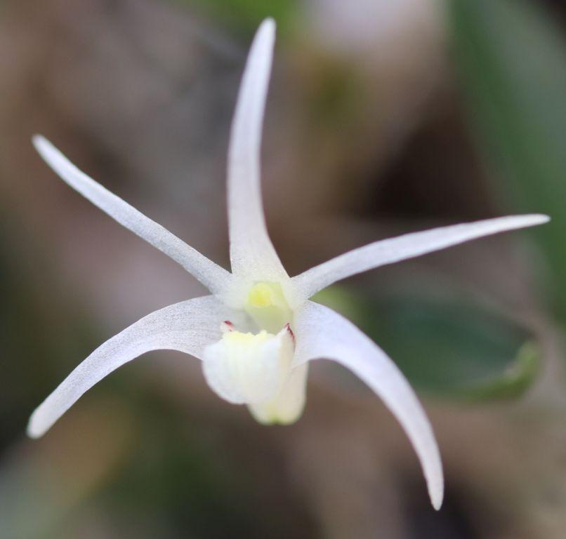 Dendrobium kirchianum