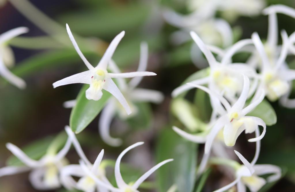 Dendrobium kirchianum - photo 2