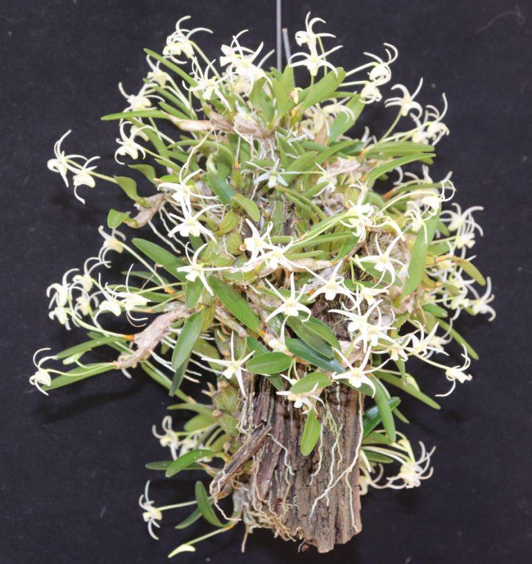 Dendrobium kirchianum
