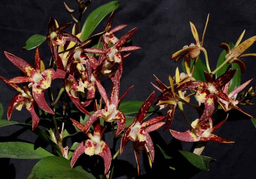 Dendrobium Brimbank Uluru - photo 2