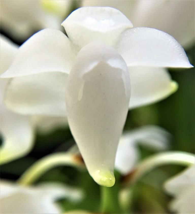 Aerides quinquevulnera