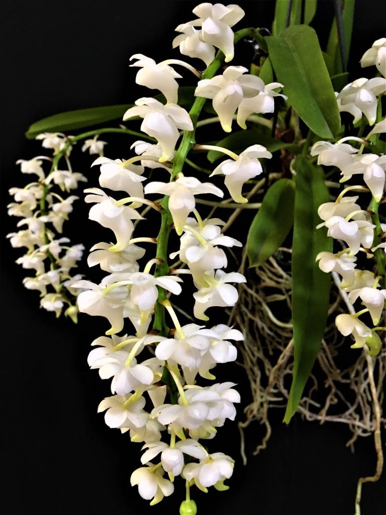 Aerides quinquevulnera - photo 2