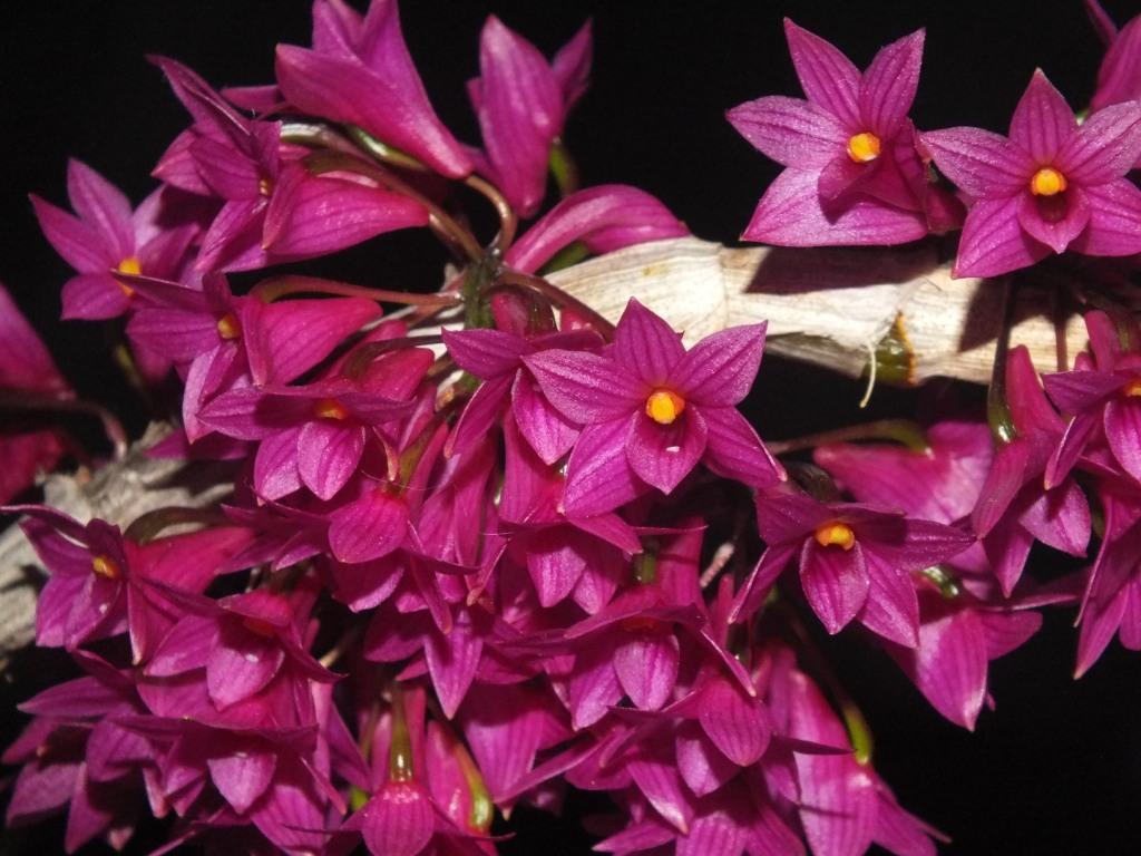 Dendrobium goldschmidtianum