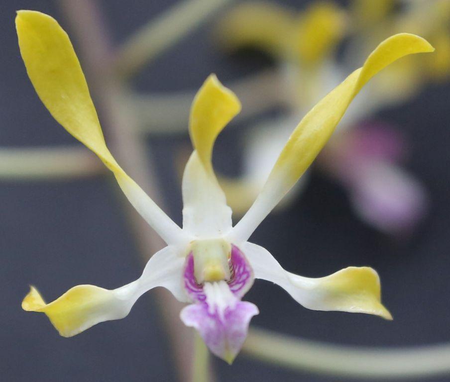 Den Sally Koh Siew Aye