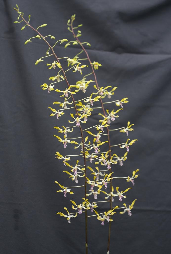 Dendrobium Sally Koh Siew Aye - photo 2
