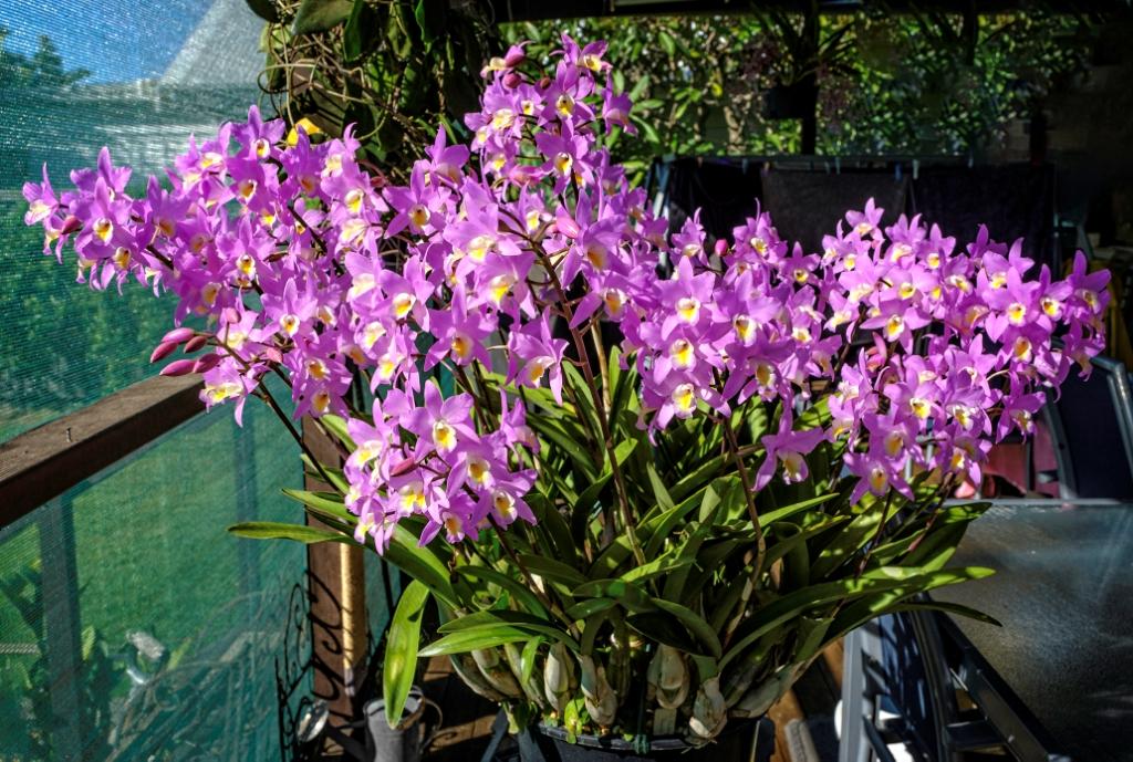 Laelianthe Bowrialbida - photo 2