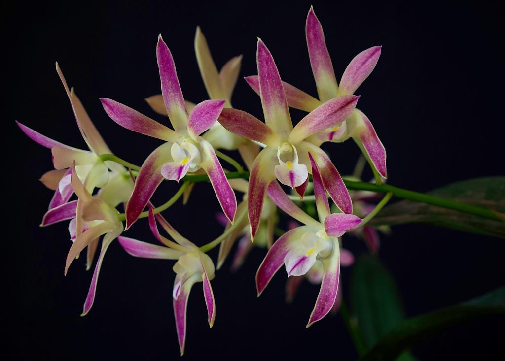 Dendrobium Awesome - photo 2