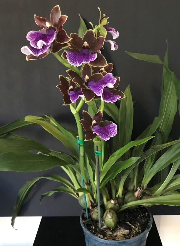 Zygopetalum Jumpin Jack - photo 2