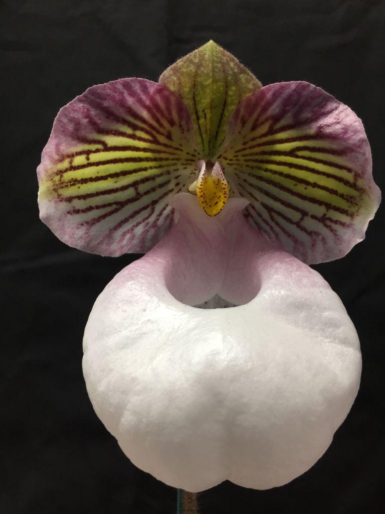 Paphiopedilum micranthum