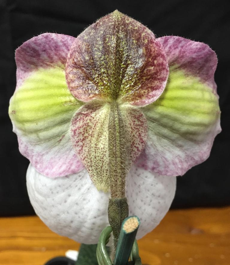 Paphiopedilum micranthum - photo 2