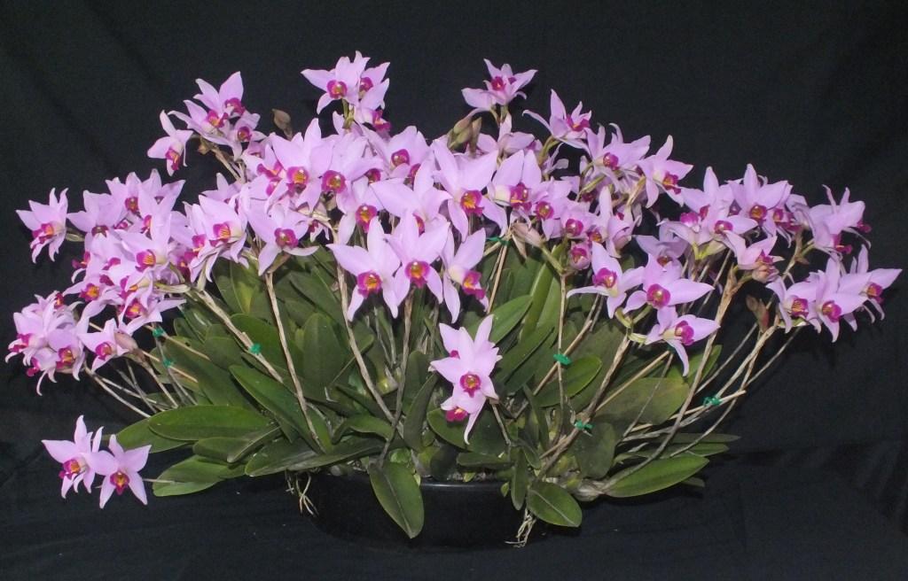 Laelia anceps