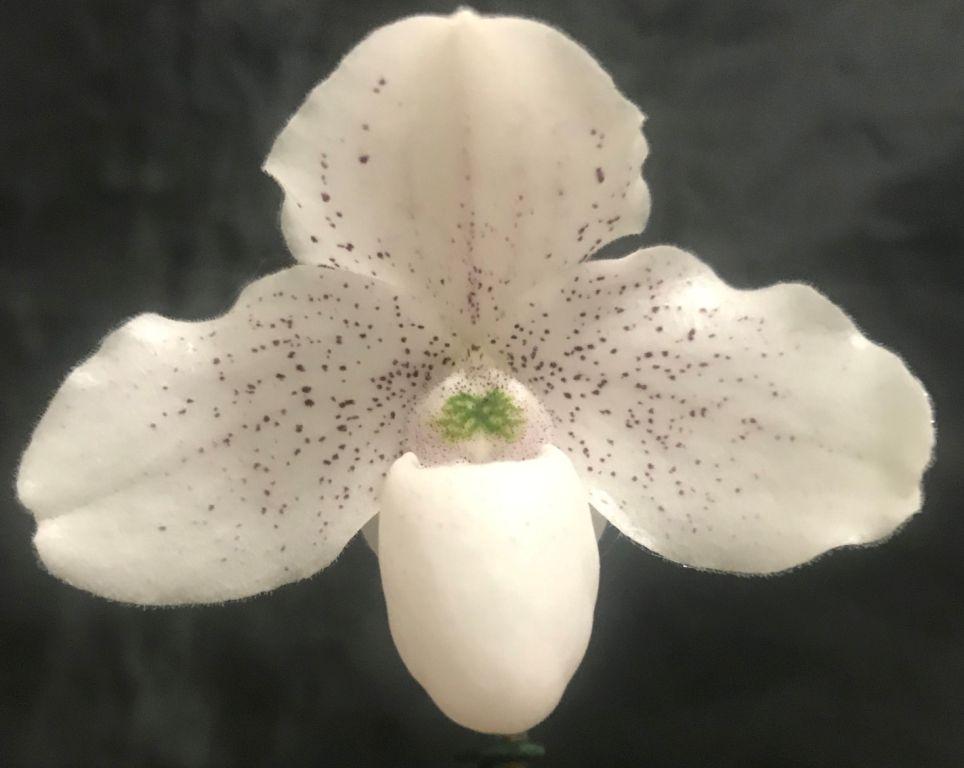 Paphiopedilum thaianum