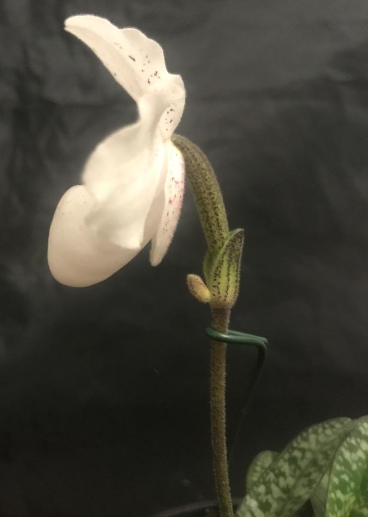 Paphiopedilum thaianum - photo 2