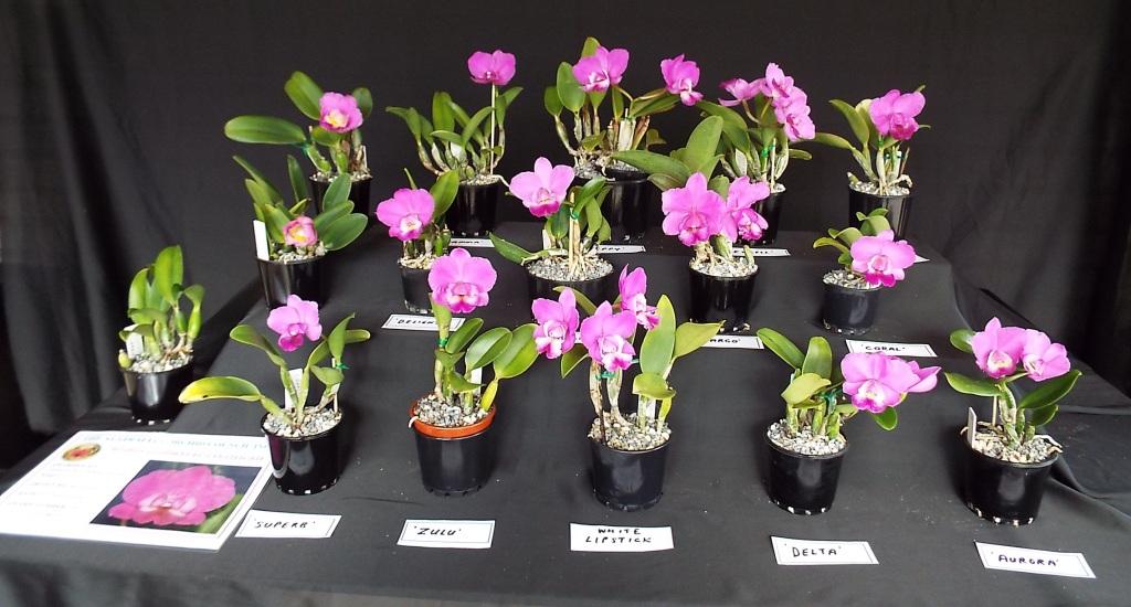 Cattleya P V Elusive Case Breeding Achievement