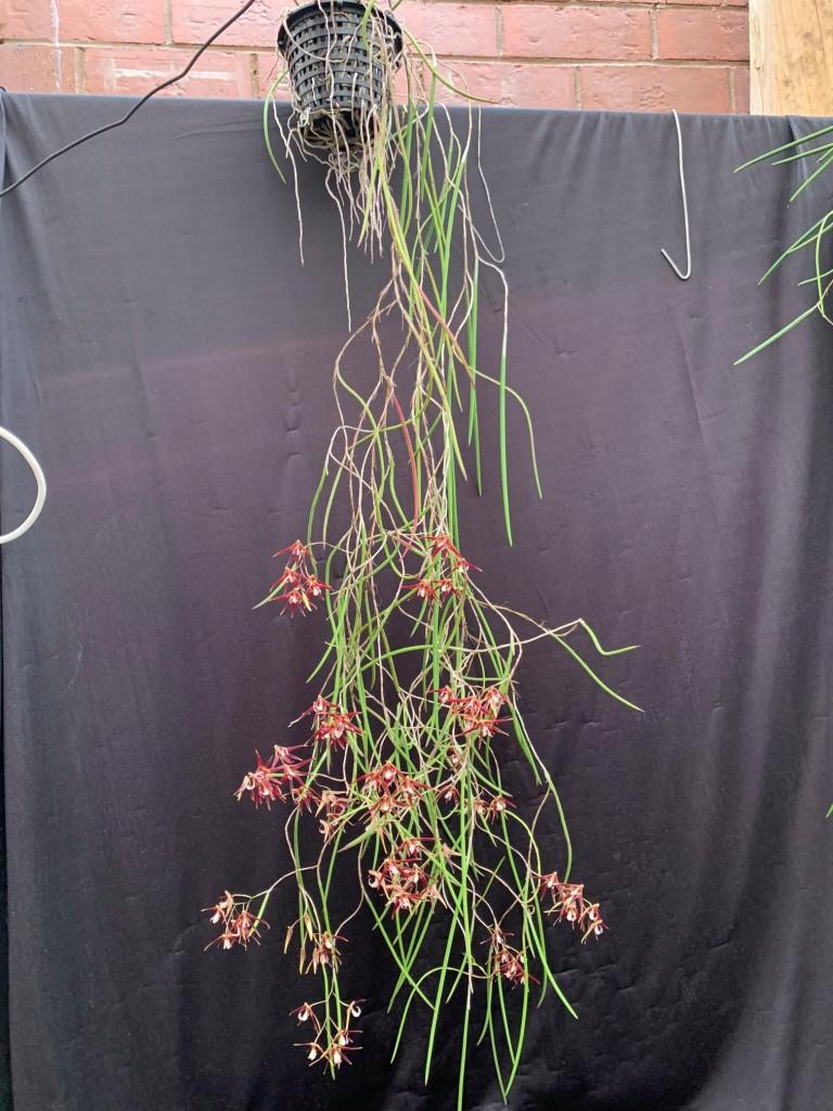 Den Australian Sunblessed