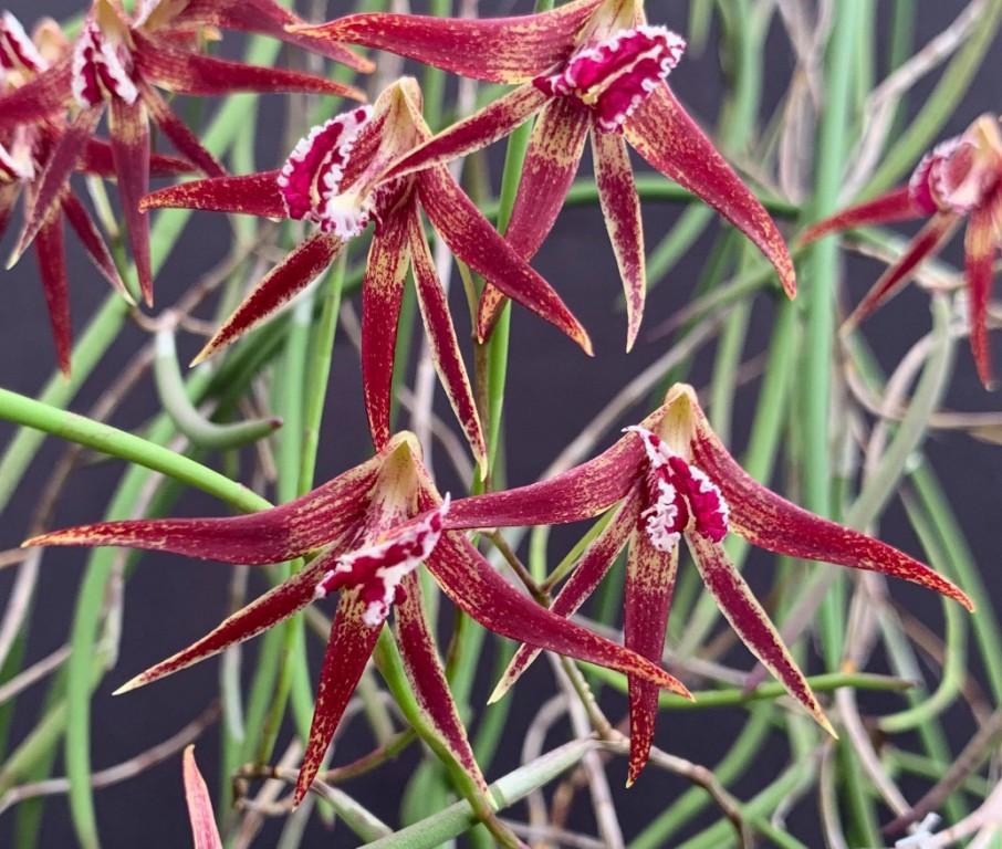 Dendrobium Australian Sunblessed - photo 2