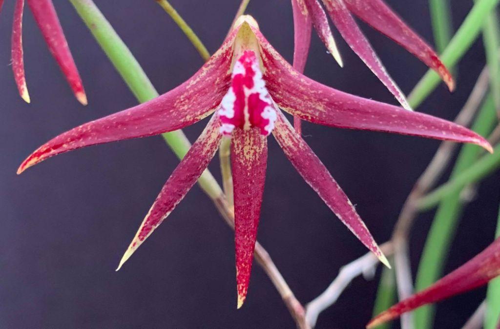 Den Australian Sunblessed