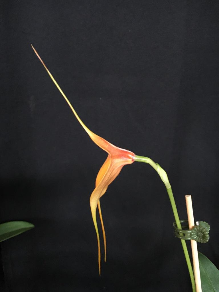 Masdevallia Rein Touch - photo 2