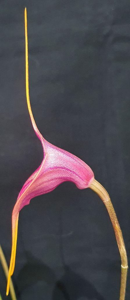 Masdevallia Hot Shot - photo 2