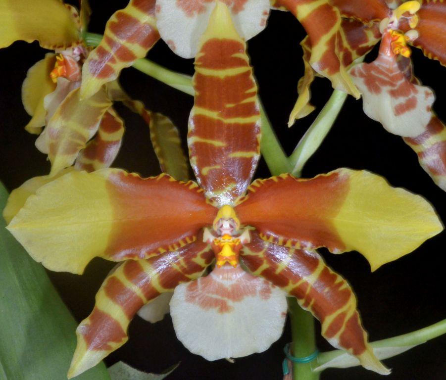 Rossioglossum grande