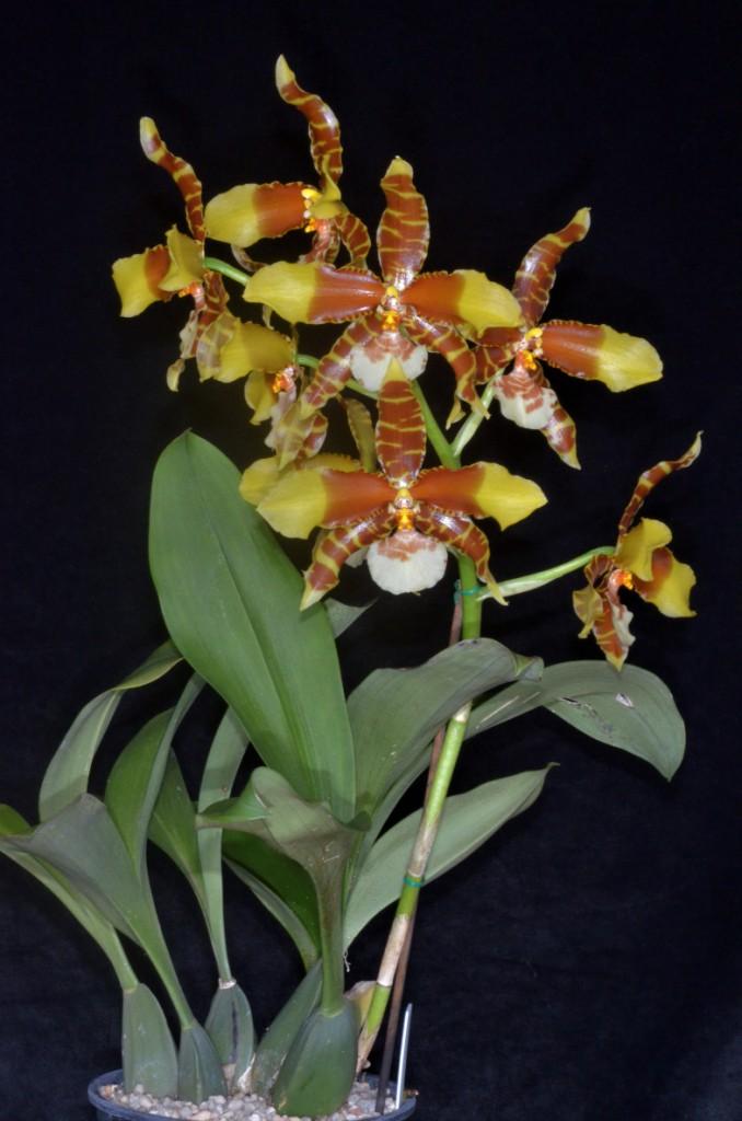 Rossioglossum grande - photo 2