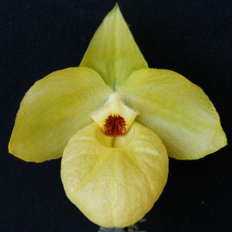 Paph Norito Hasegawa