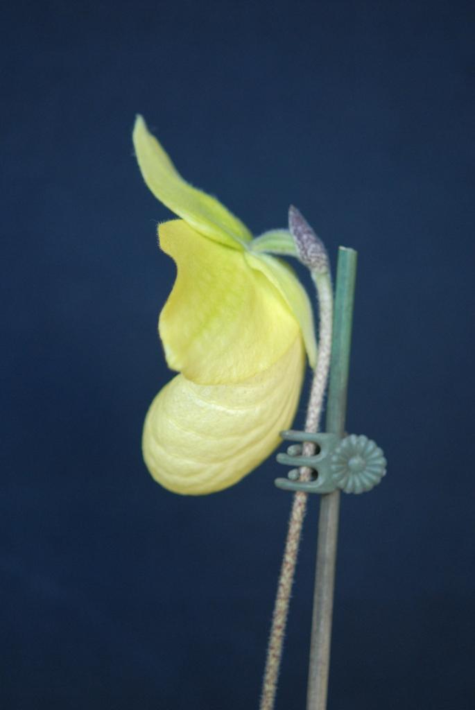Paphiopedilum Norito Hasegawa - photo 2