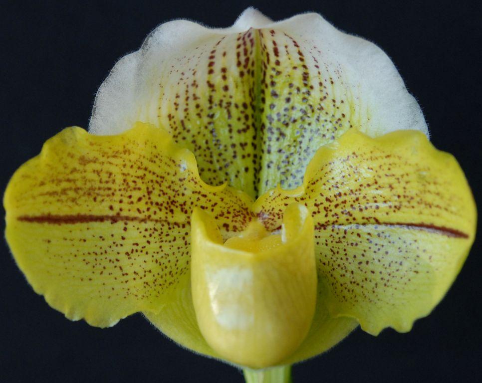 Paph Samantha's Dream