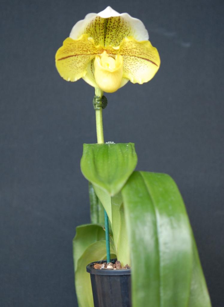Paphiopedilum Samantha's Dream - photo 2