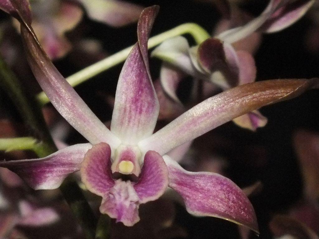 Den Memoria Myra Chalmers 'Roy's Surprise'