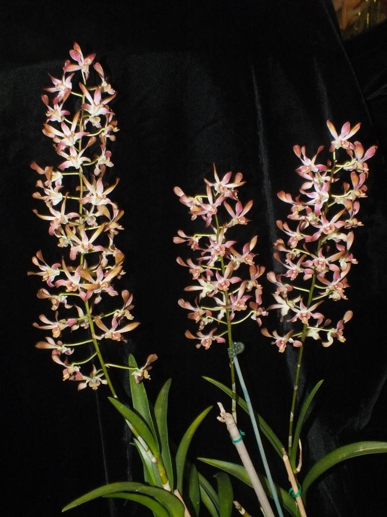 Dendrobium Memoria Myra Chalmers 'Roy's Surprise' - photo 2