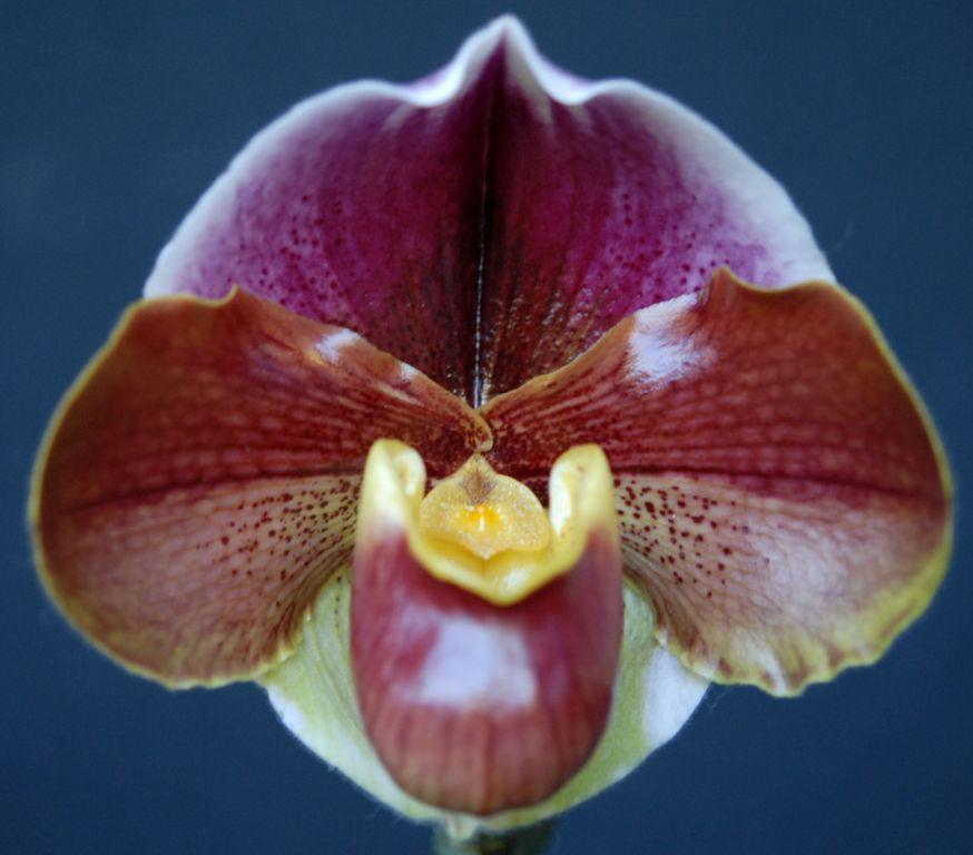 Paph Cameron Ho