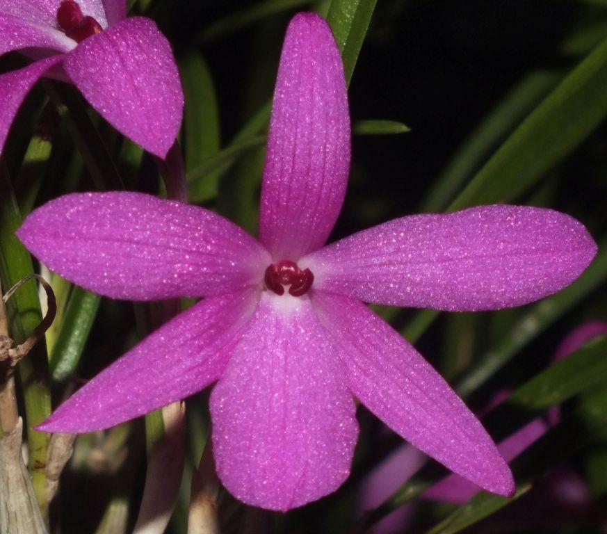 Isabelia violacea