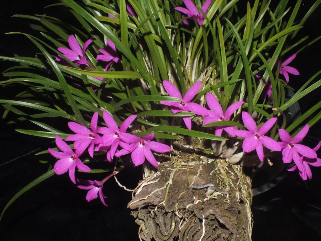 Isabelia violacea - photo 2