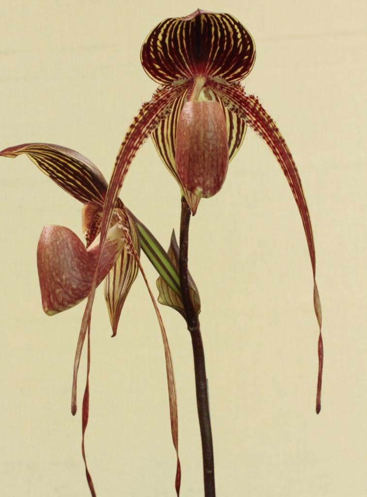 Paph Johanna Burkhardt