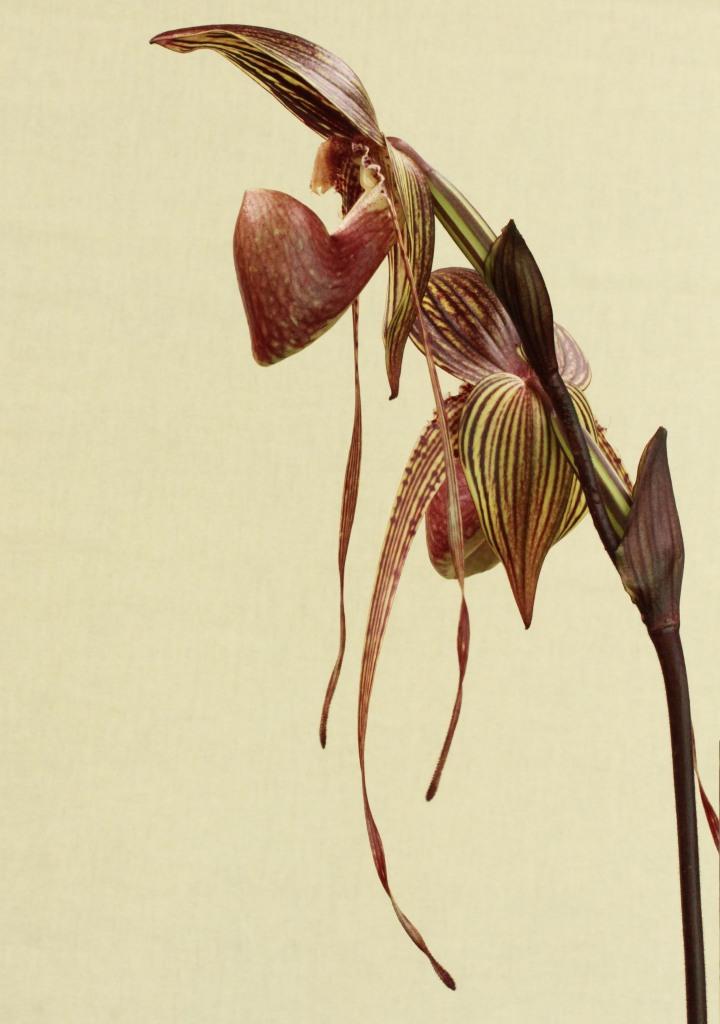 Paphiopedilum Johanna Burkhardt - photo 2