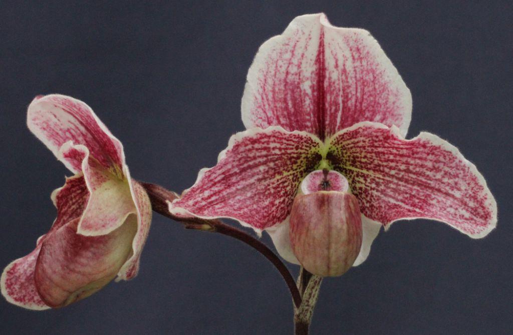 Paph Estella