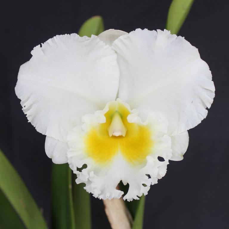 Rlc Bundy's Paradise