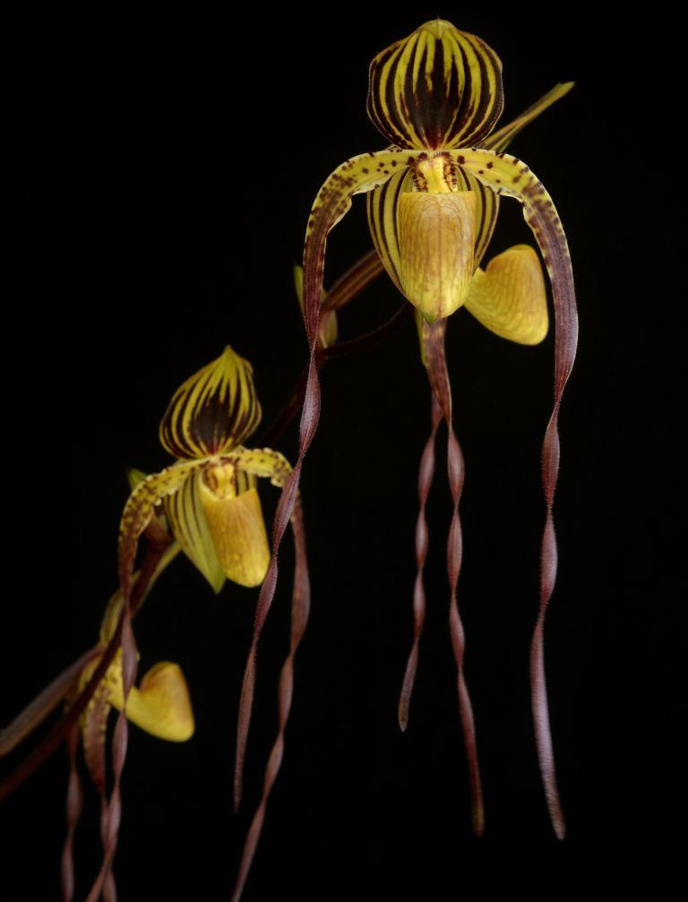 Paph Addicted Phillip