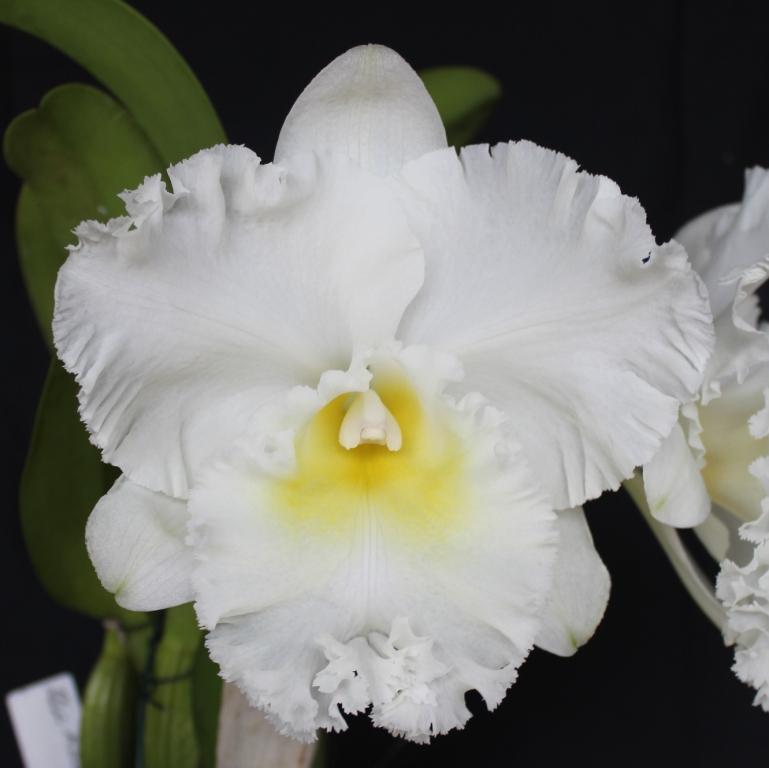 Rlc Kesthin's Esther