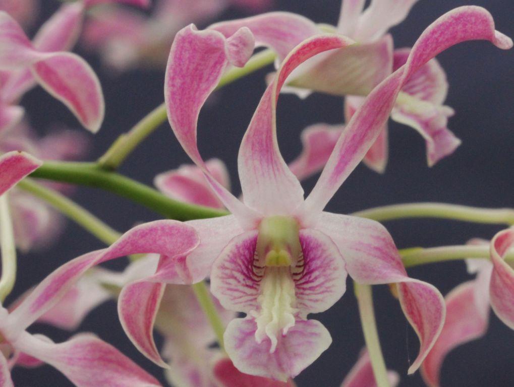Den Fraser's Lavender Curls